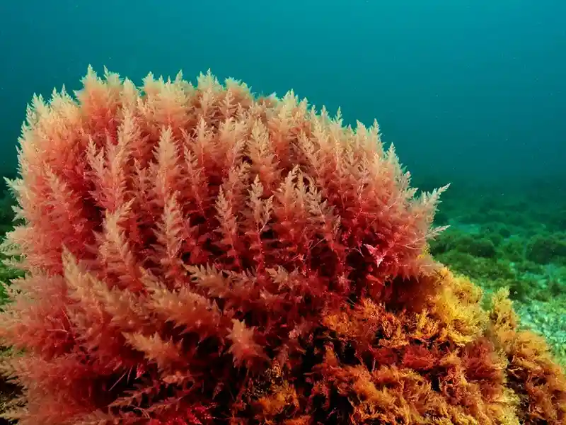 Alga marina carragenina